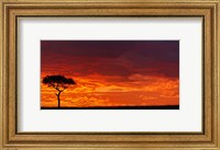 Framed Umbrella Thorn Acacia against a Red Sky, Kenya