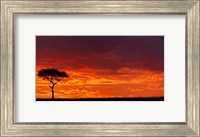 Framed Umbrella Thorn Acacia against a Red Sky, Kenya