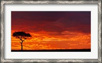 Framed Umbrella Thorn Acacia against a Red Sky, Kenya