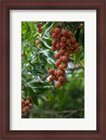 Framed Tropical Litchi Fruit On Tree, Reunion Island, French Overseas Territory