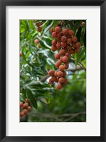 Framed Tropical Litchi Fruit On Tree, Reunion Island, French Overseas Territory
