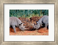 Framed White Rhino, Square Lipped Rhino, Kruger, South Africa