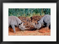 Framed White Rhino, Square Lipped Rhino, Kruger, South Africa