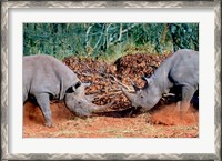 Framed White Rhino, Square Lipped Rhino, Kruger, South Africa