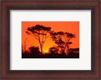 Framed Trees Silhouetted by Dramatic Sunset, South Africa