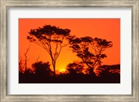 Framed Trees Silhouetted by Dramatic Sunset, South Africa