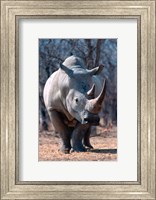 Framed White Square-Lipped Rhino, Namibia