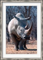 Framed White Square-Lipped Rhino, Namibia