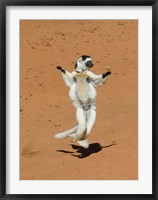 Framed Verreauxs Sifaka, primate, Madagascar