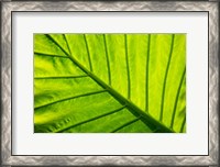Framed Tropical foliage in Alexandria and the Amphitheater, Egypt