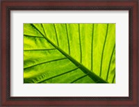 Framed Tropical foliage in Alexandria and the Amphitheater, Egypt