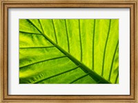 Framed Tropical foliage in Alexandria and the Amphitheater, Egypt