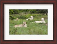 Framed Unique pride of cream colored African lions, South Africa