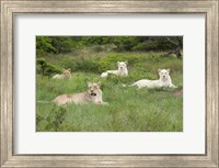 Framed Unique pride of cream colored African lions, South Africa
