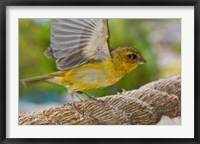 Framed Wild Bird on Fregate Island, Seychelles, Africa