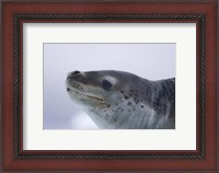 Framed Visitors Get Close-up View of Leopard Seal on Iceberg in Cierva Cove, Antarctic Peninsula
