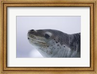 Framed Visitors Get Close-up View of Leopard Seal on Iceberg in Cierva Cove, Antarctic Peninsula
