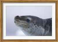 Framed Visitors Get Close-up View of Leopard Seal on Iceberg in Cierva Cove, Antarctic Peninsula