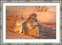 Framed Two grooming baboons, Senyati Safari Camp, Botswana