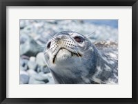 Framed Weddell Seal Resting, Western Antarctic Peninsula, Antarctica