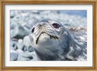 Framed Weddell Seal Resting, Western Antarctic Peninsula, Antarctica