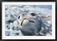 Framed Weddell Seal Resting, Western Antarctic Peninsula, Antarctica