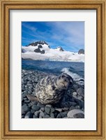 Framed Weddell seal, beach, Western Antarctic Peninsula