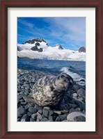 Framed Weddell seal, beach, Western Antarctic Peninsula