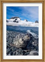 Framed Weddell seal, beach, Western Antarctic Peninsula