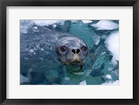 Framed Weddell seal in the water, Western Antarctic Peninsula