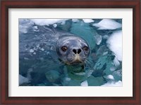 Framed Weddell seal in the water, Western Antarctic Peninsula
