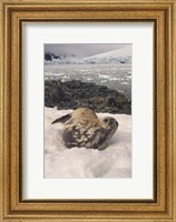Framed Weddell seal resting, western Antarctic Peninsula