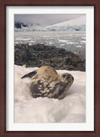 Framed Weddell seal resting, western Antarctic Peninsula