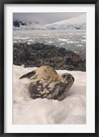 Framed Weddell seal resting, western Antarctic Peninsula