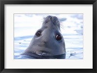 Framed Weddell Seal Head, Western Antarctic Peninsula