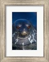 Framed Close up of Weddell seal, Western Antarctic Peninsula