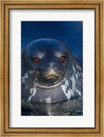 Framed Close up of Weddell seal, Western Antarctic Peninsula