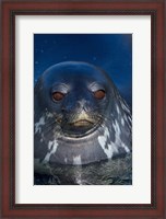 Framed Close up of Weddell seal, Western Antarctic Peninsula
