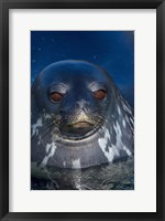 Framed Close up of Weddell seal, Western Antarctic Peninsula