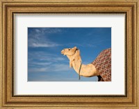 Framed Camel, Tunisia