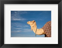 Framed Camel, Tunisia