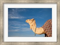 Framed Camel, Tunisia