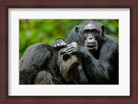 Framed Uganda, Kibale Forest Reserve, Chimpanzee, primate