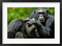 Framed Uganda, Kibale Forest Reserve, Chimpanzee, primate