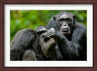 Framed Uganda, Kibale Forest Reserve, Chimpanzee, primate