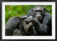 Framed Uganda, Kibale Forest Reserve, Chimpanzee, primate