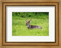 Framed Waterbuck wildlife, Hluhulwe Game Reserve, South Africa