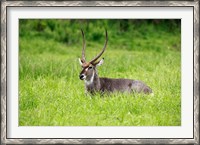 Framed Waterbuck wildlife, Hluhulwe Game Reserve, South Africa