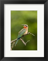 Framed Whitefronted Bee-eater tropical bird, South Africa