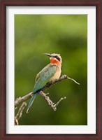 Framed Whitefronted Bee-eater tropical bird, South Africa